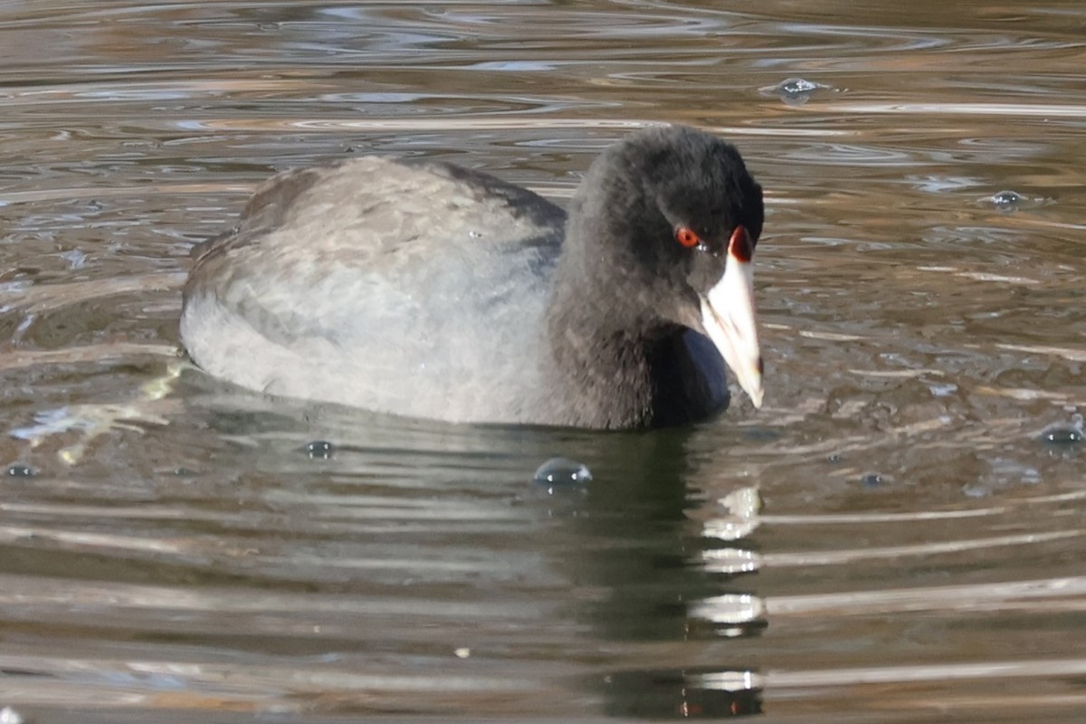 American Coot - ML610588272