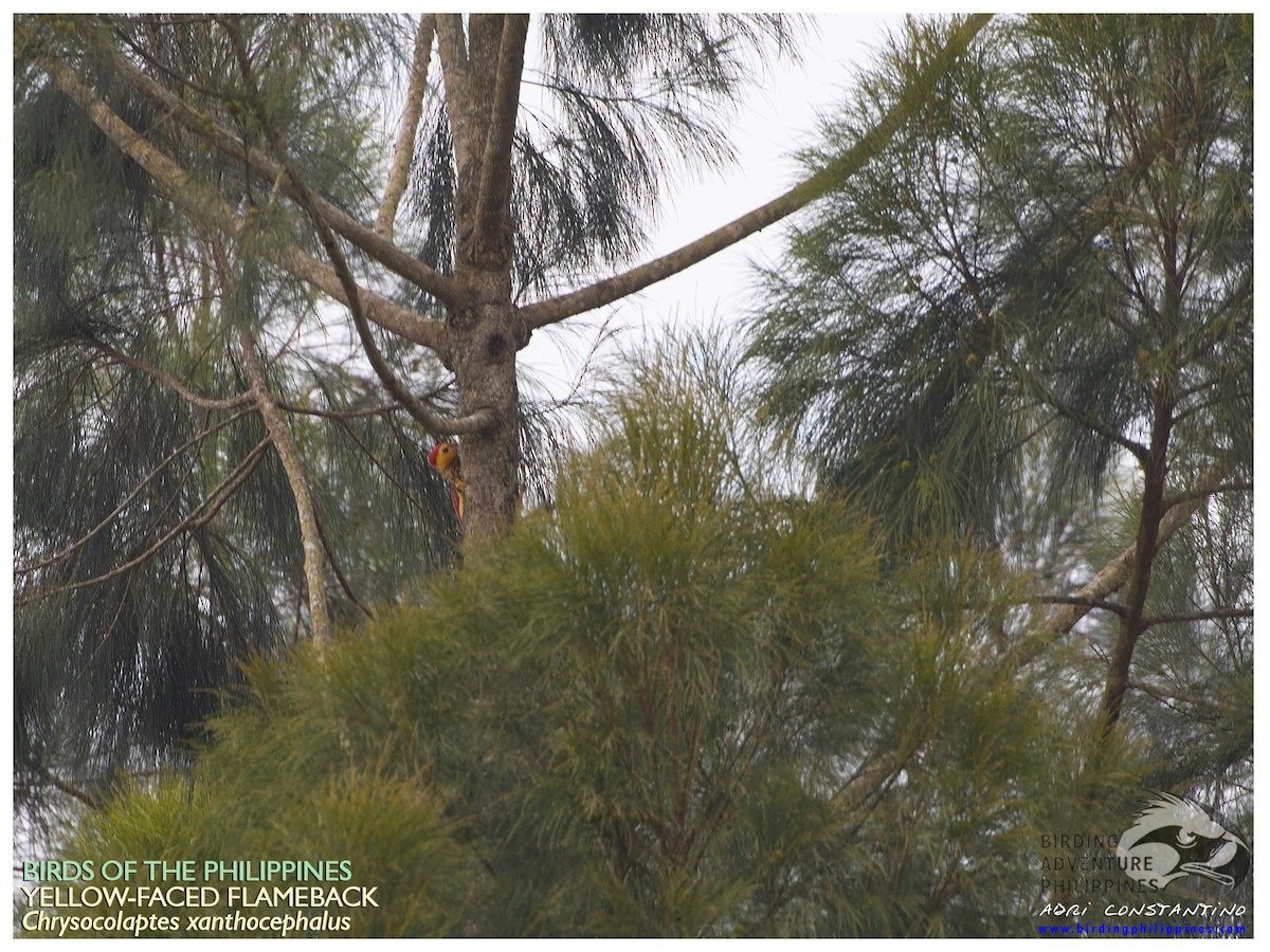 Yellow-faced Flameback - ML610588440