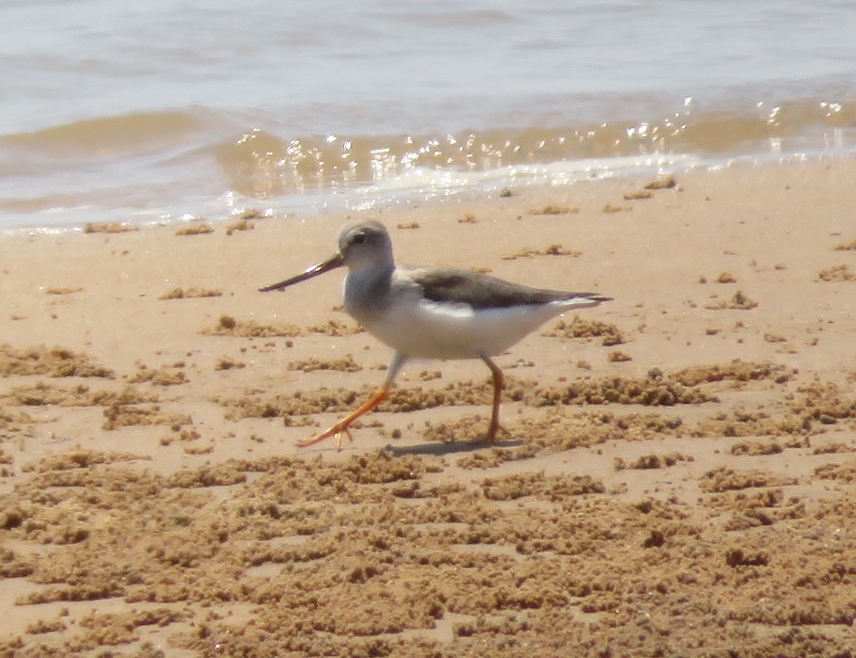 Terekwasserläufer - ML610588471