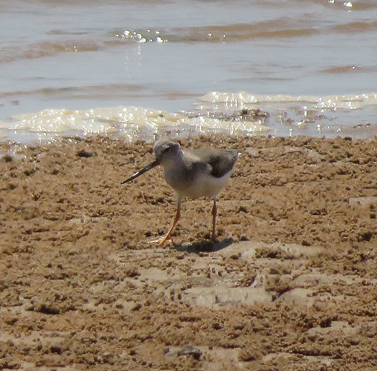 Terek Sandpiper - ML610588473