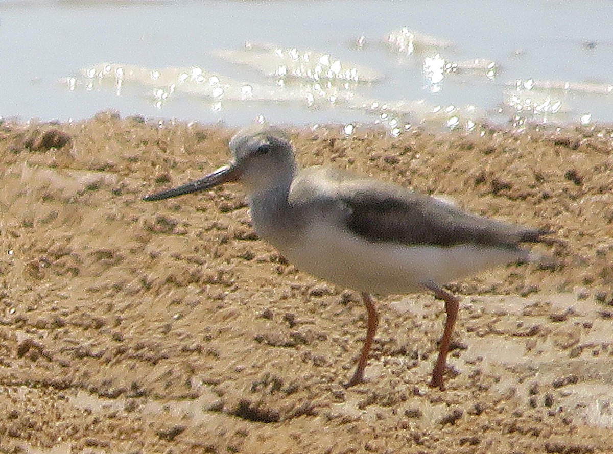 Terek Sandpiper - ML610588476