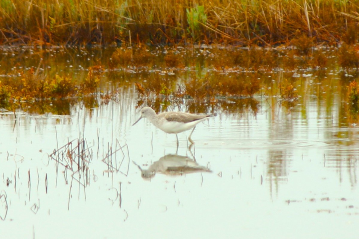 Common Greenshank - ML610588519