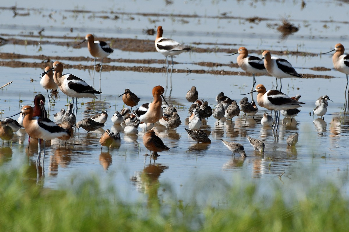 Avocette d'Amérique - ML610588530