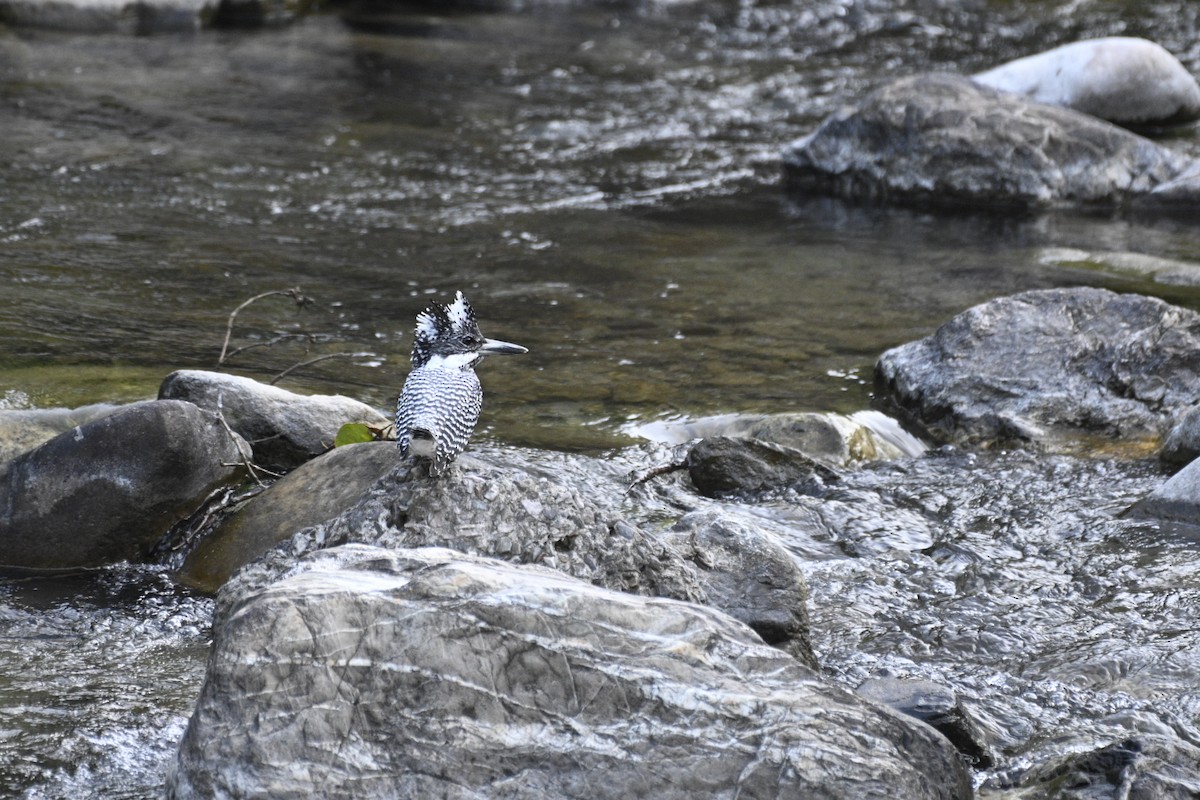 Crested Kingfisher - ML610588546