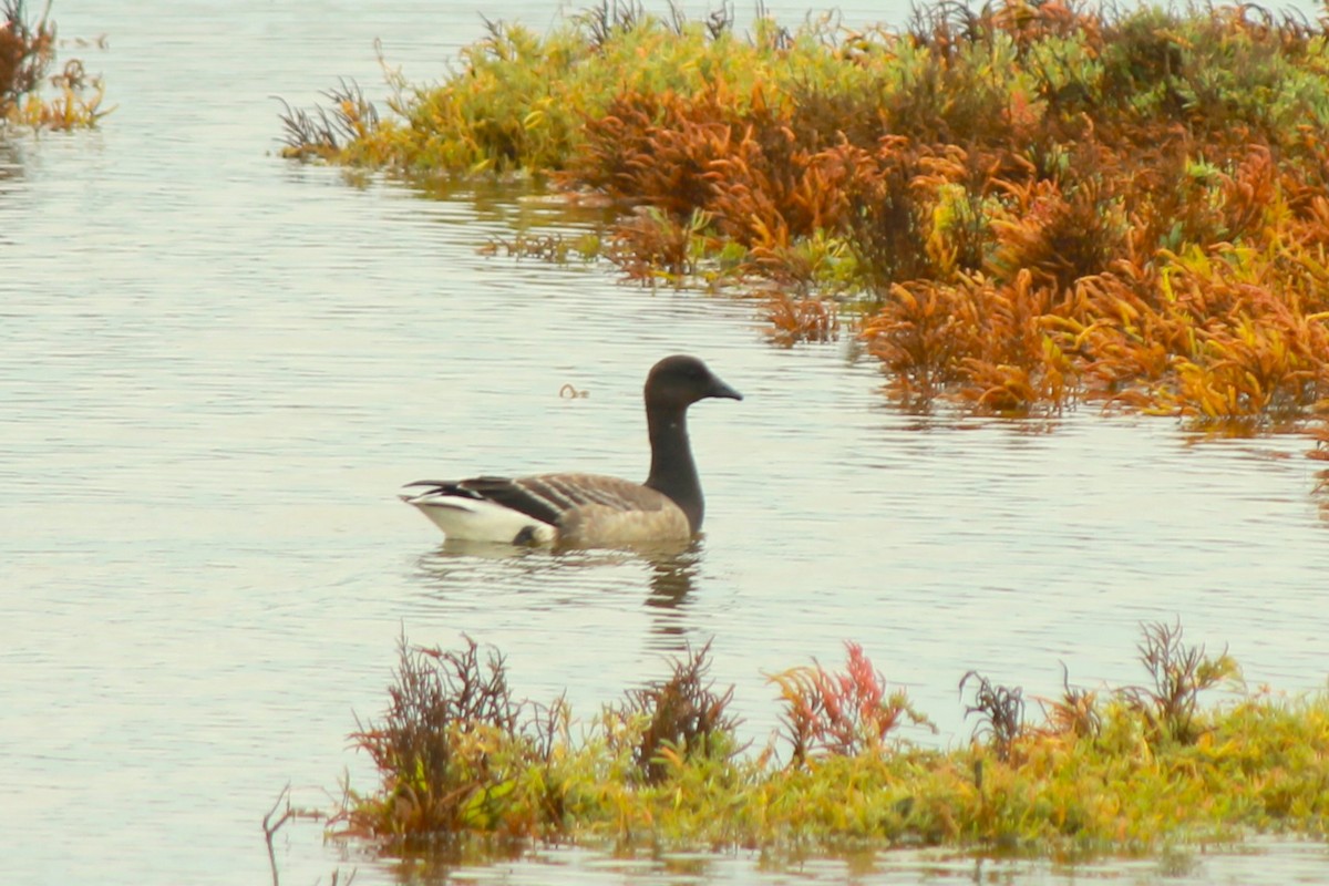 Brant - ML610588570