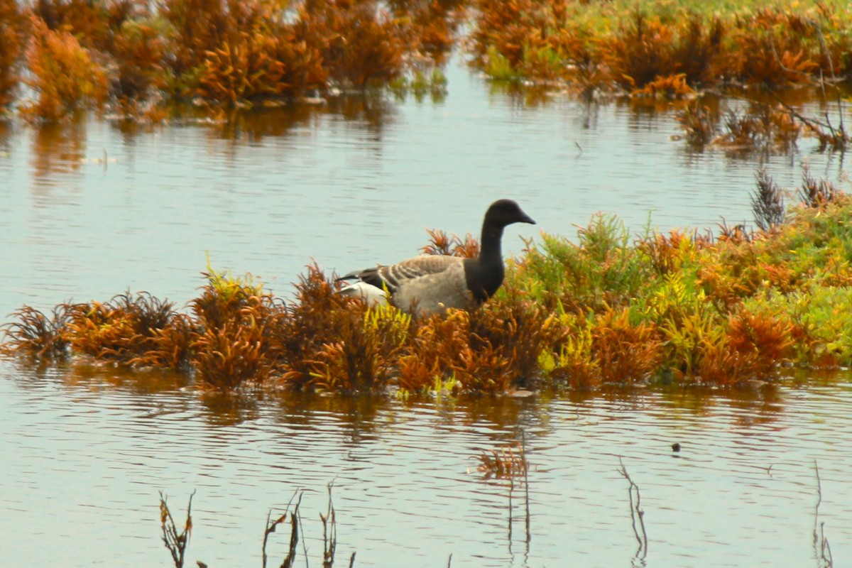 Brant - ML610588571