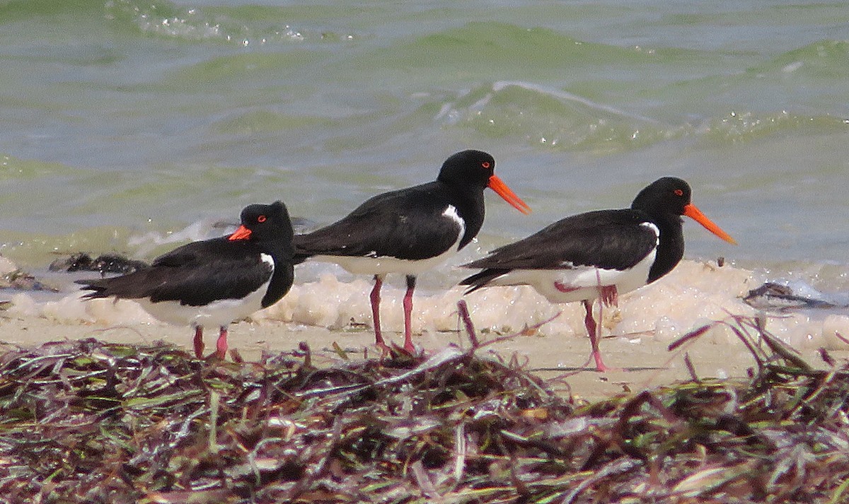 Pied Oystercatcher - ML610588579