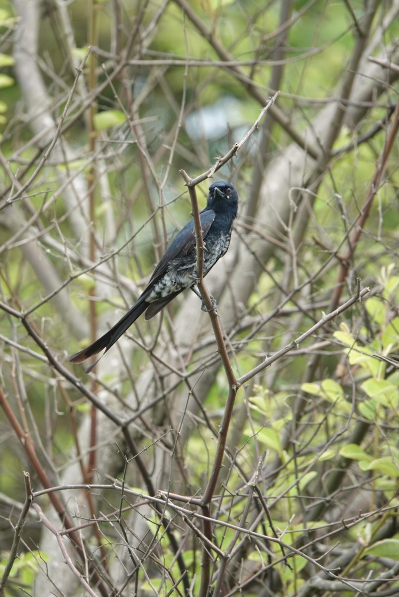 svartdrongo - ML610588588