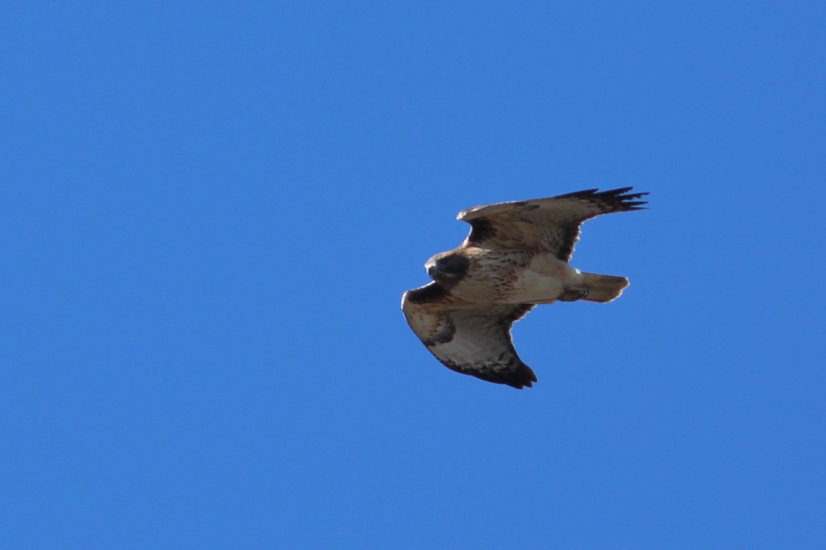 Red-tailed Hawk - Oscar Johnson