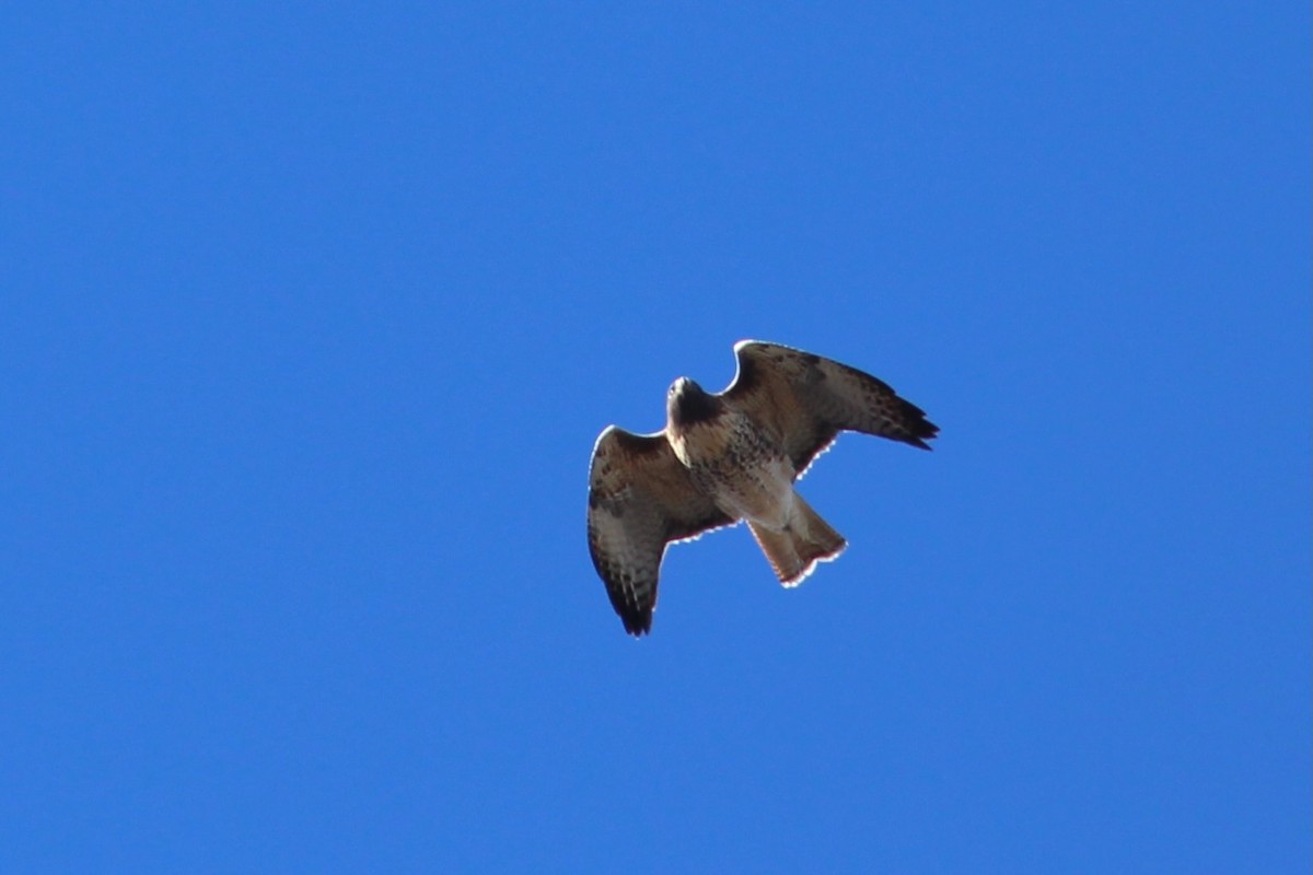 Red-tailed Hawk (calurus/alascensis) - ML610588598