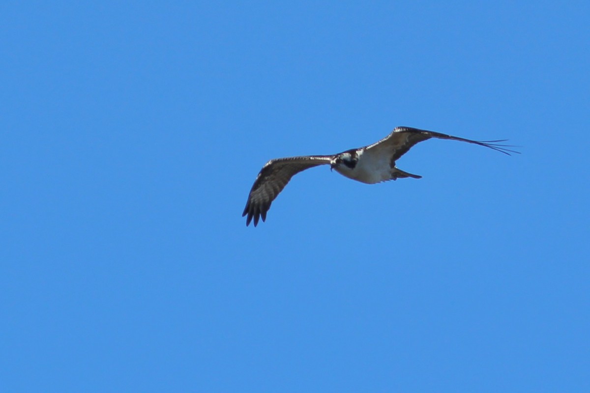 Balbuzard pêcheur - ML610588602