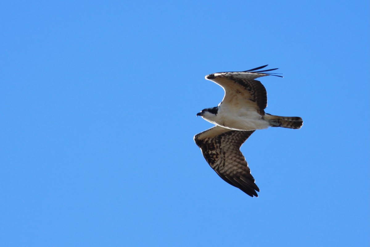 Águila Pescadora - ML610588603