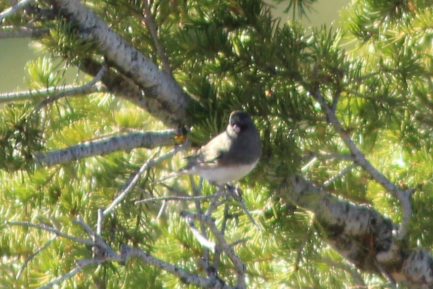 Dark-eyed Junco (Slate-colored) - Oscar Johnson