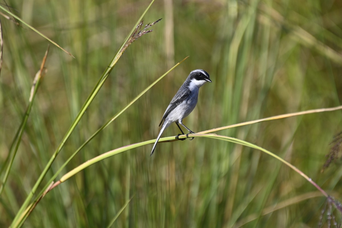 Gray Bushchat - Anshu Arora