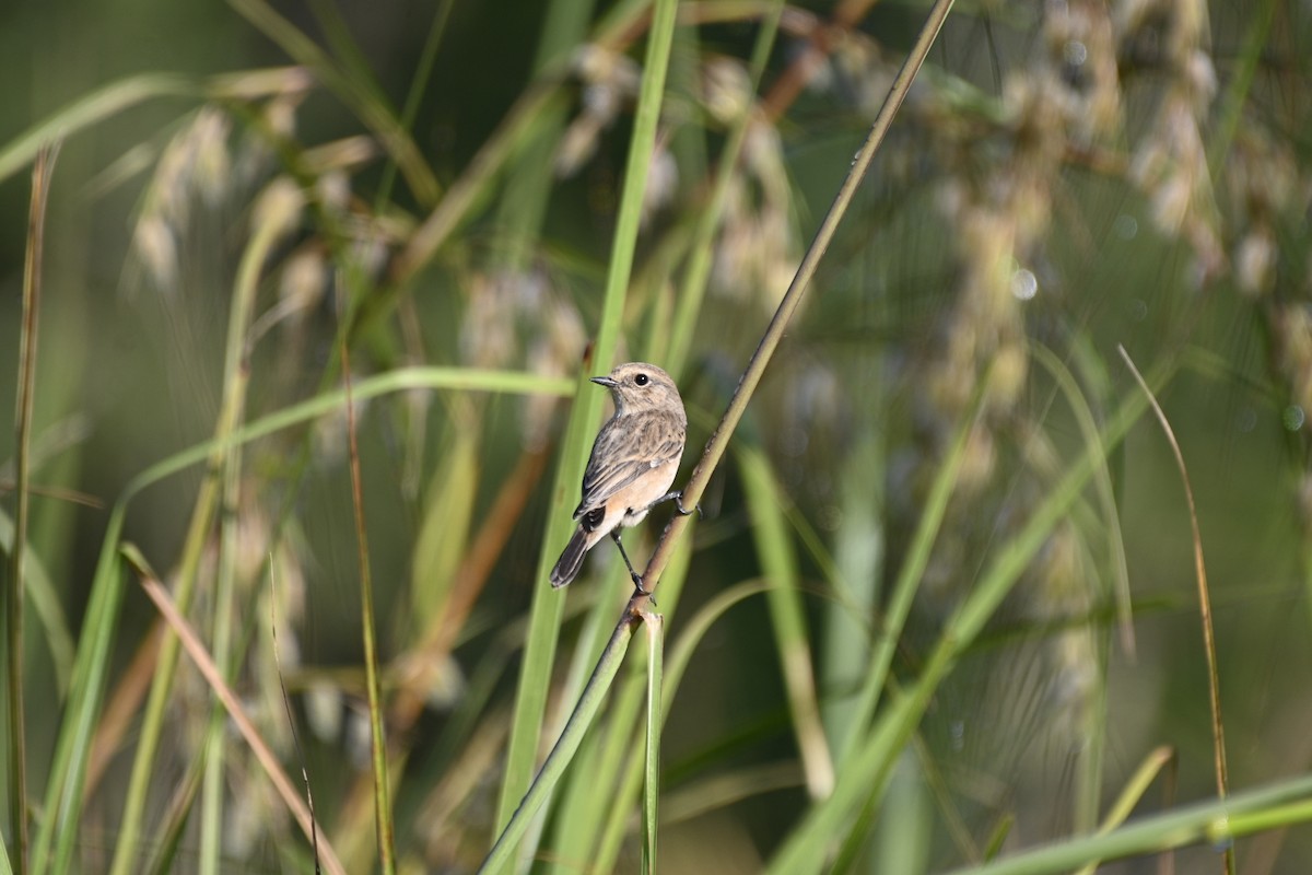 Siberian Stonechat - ML610588619