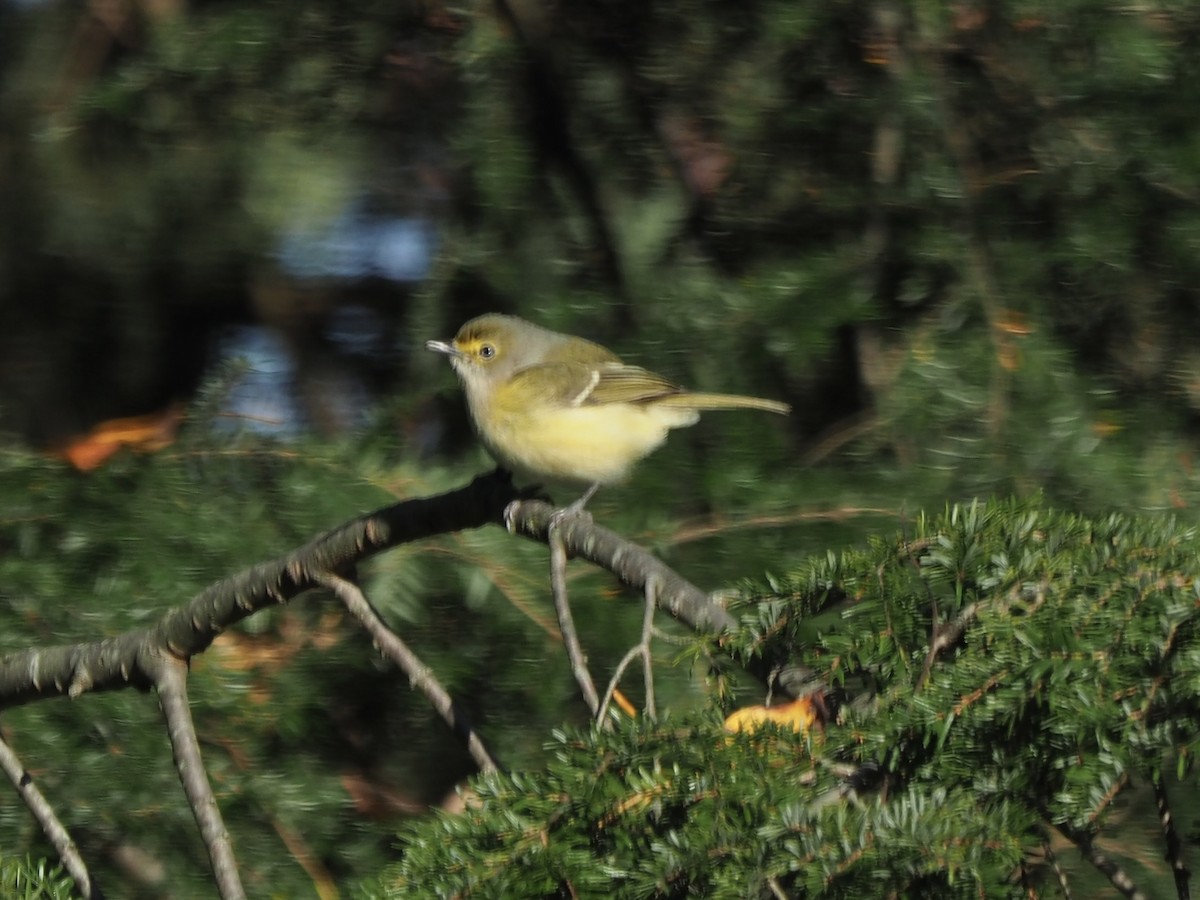 Vireo Ojiblanco - ML610588642