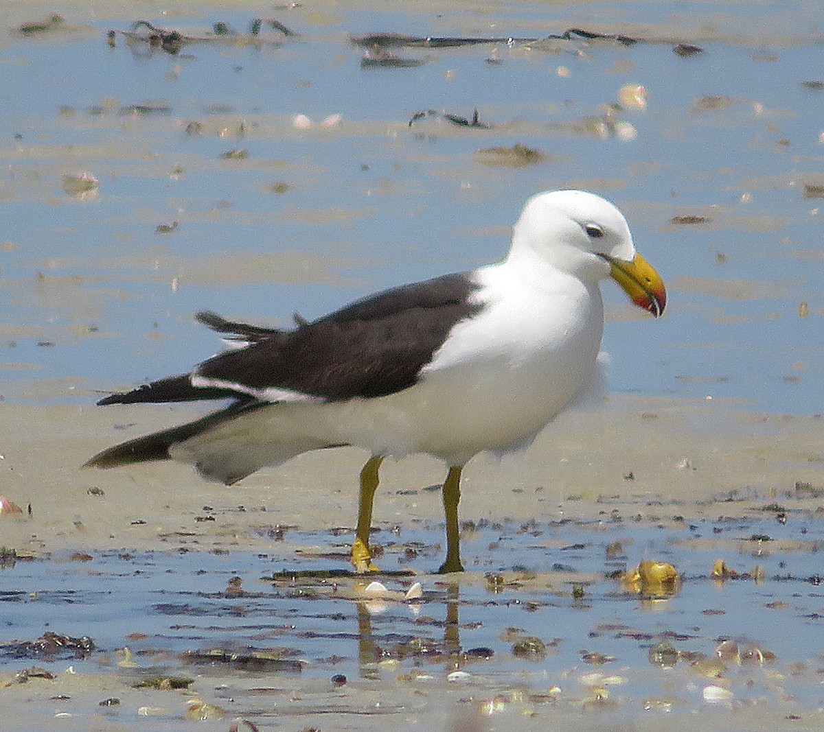 Pacific Gull - ML610588654