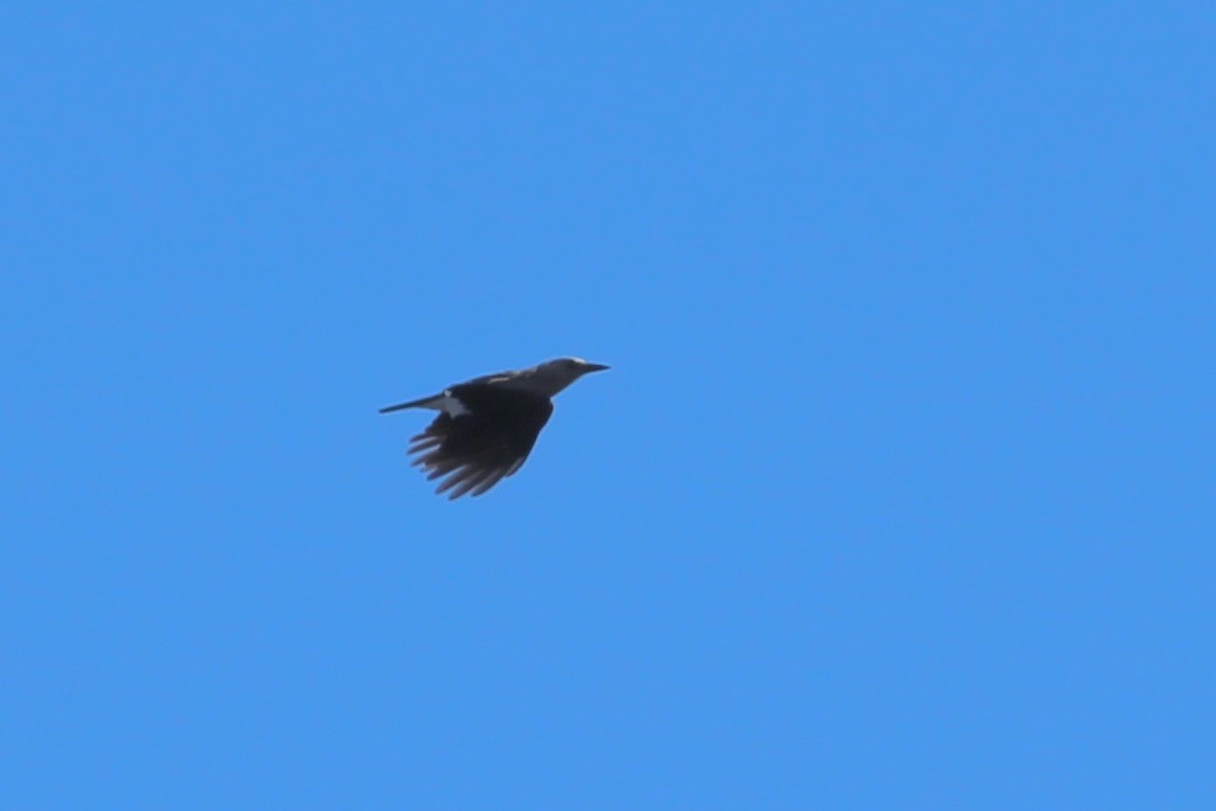 Clark's Nutcracker - ML610588745