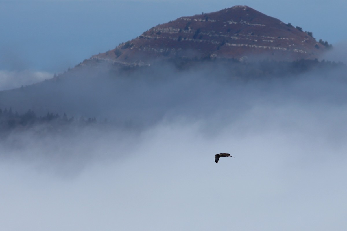 Red-tailed Hawk - ML610588746