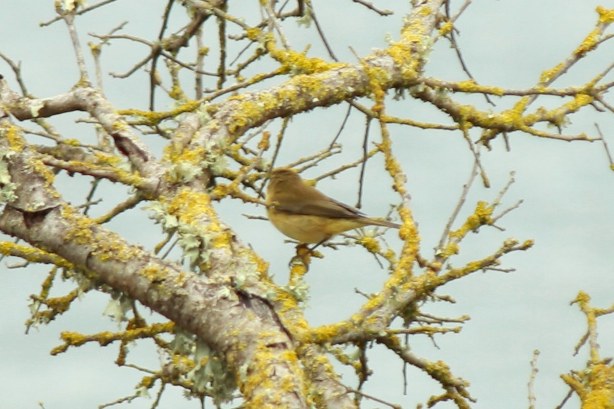 Common Chiffchaff - ML610588815