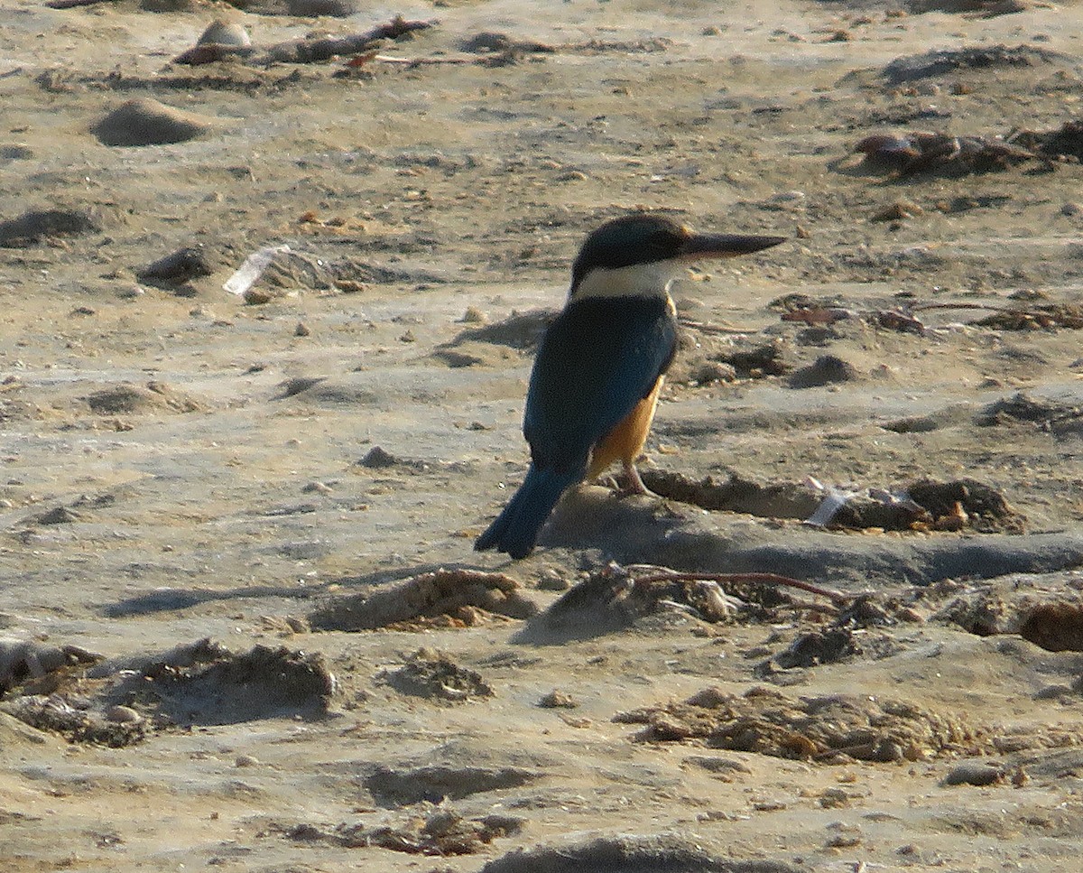 Sacred Kingfisher (Australasian) - ML610588860