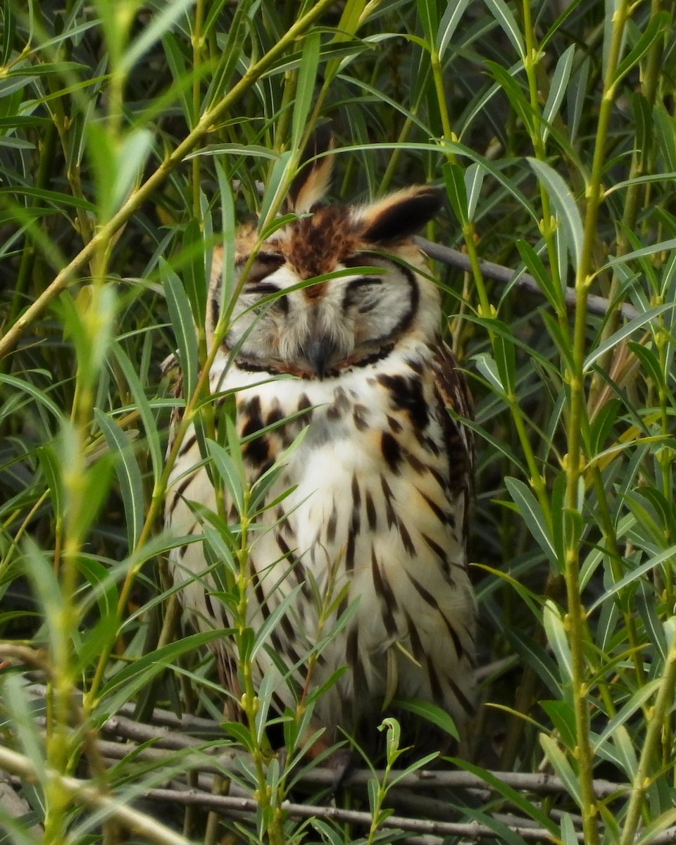Striped Owl - ML610588863