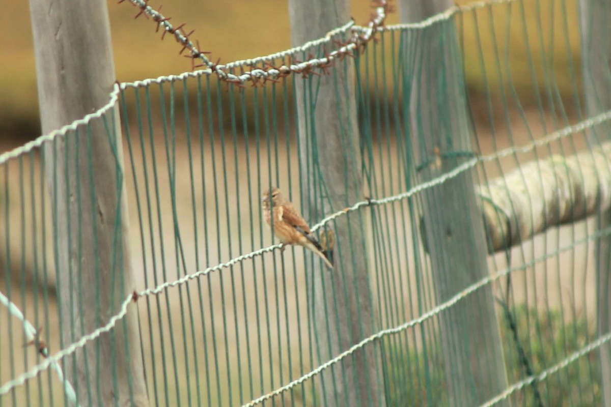 Eurasian Linnet - ML610588886