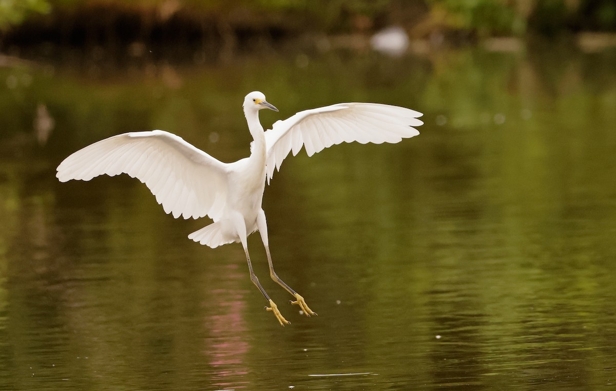 Snowy Egret - ML610588889