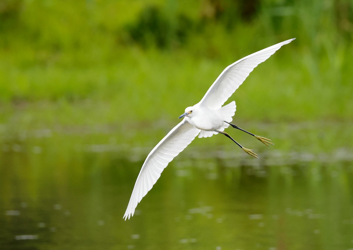 Snowy Egret - ML610588938