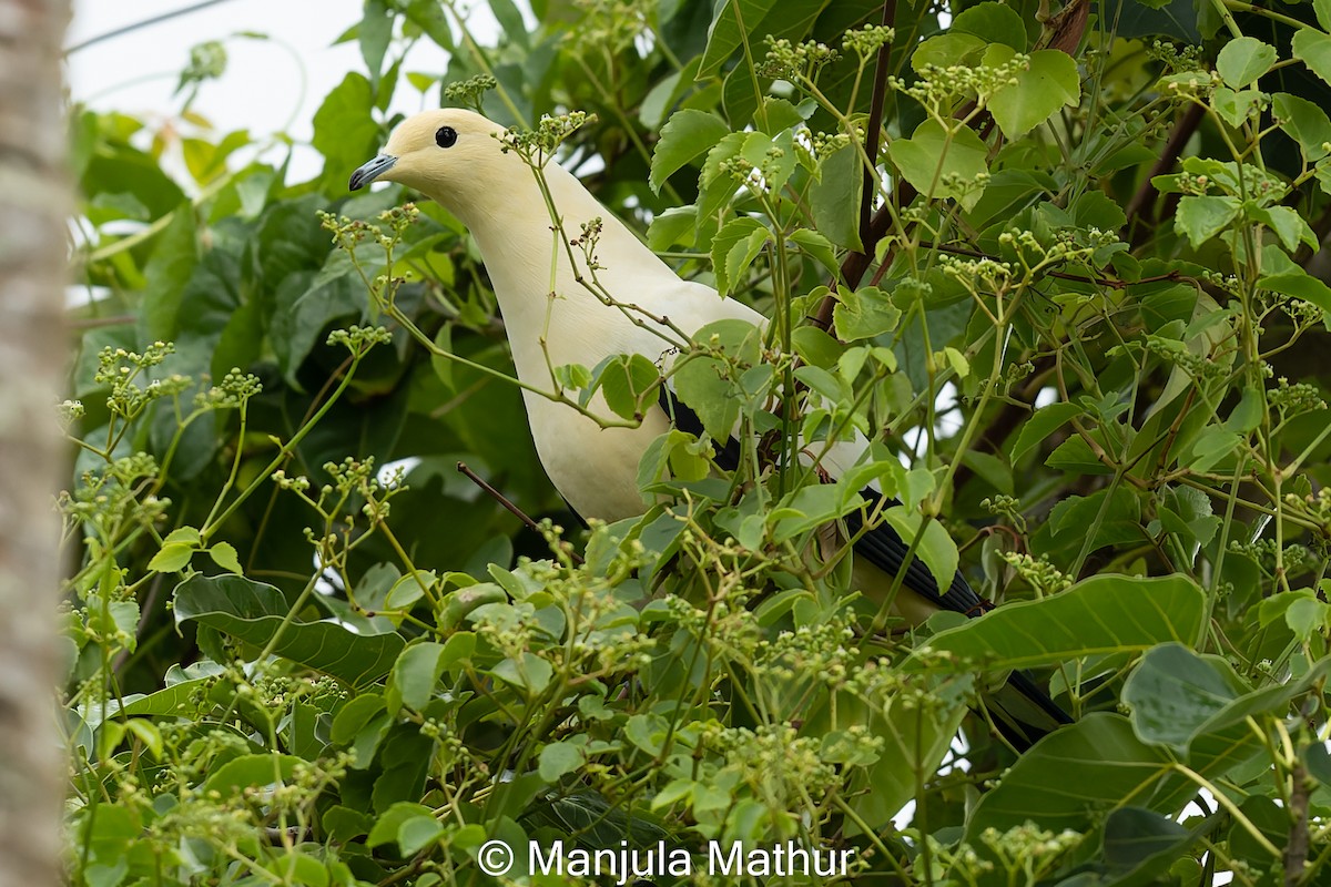 Pied Imperial-Pigeon - Manjula Mathur