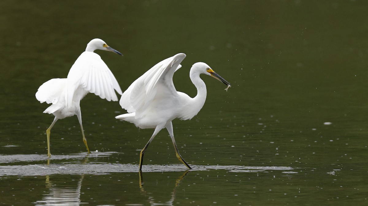 Snowy Egret - ML610588940