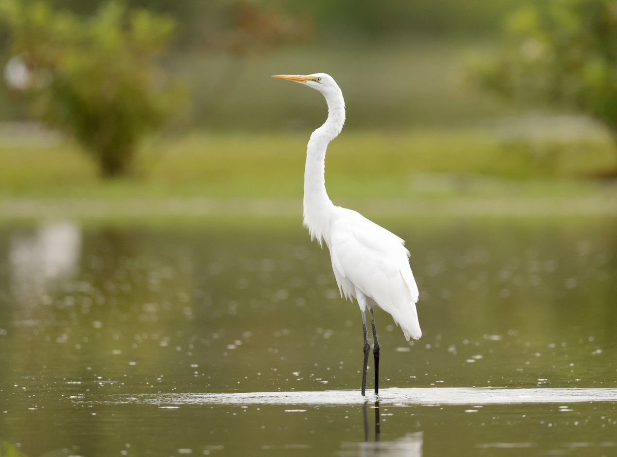 Great Egret - ML610588947