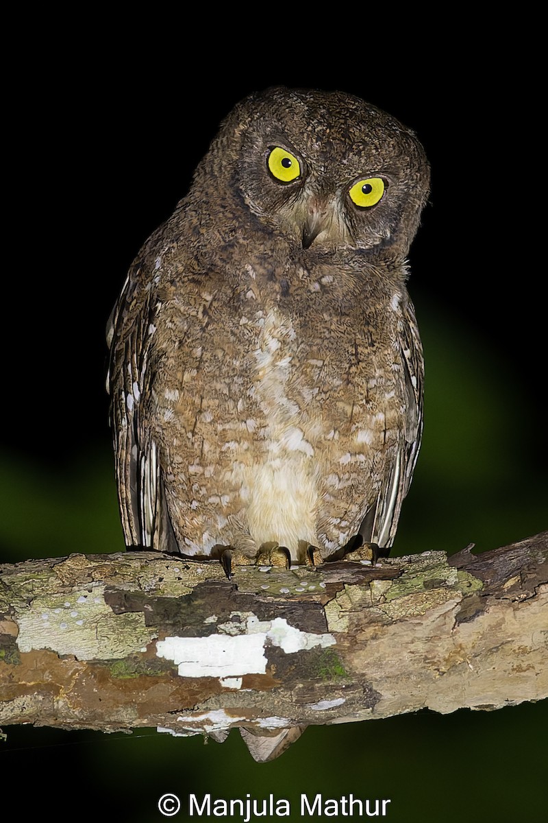 Nicobar Scops-Owl - ML610588948