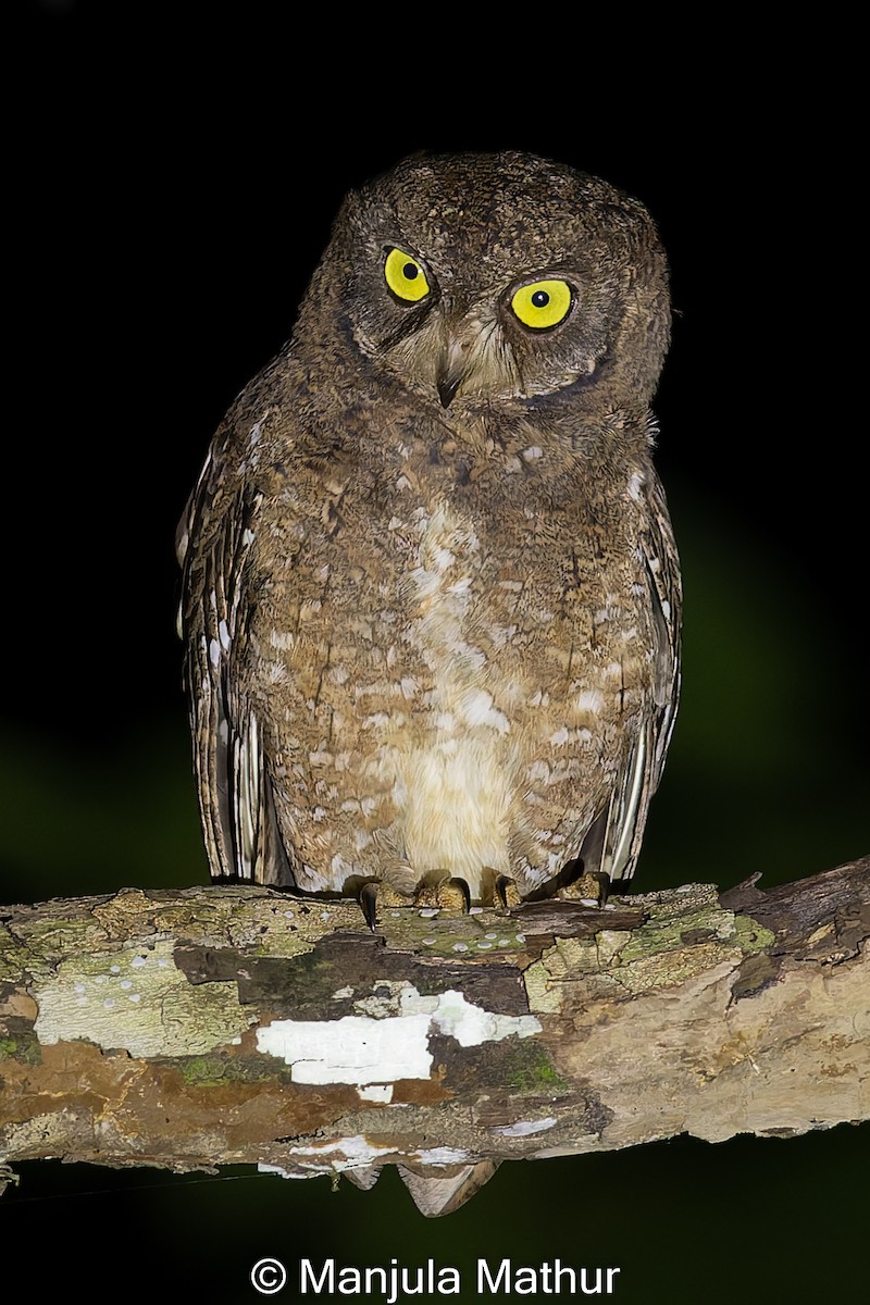 Nicobar Scops-Owl - ML610588962