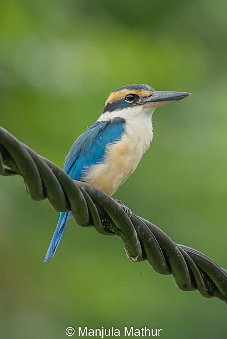 Collared Kingfisher - Manjula Mathur