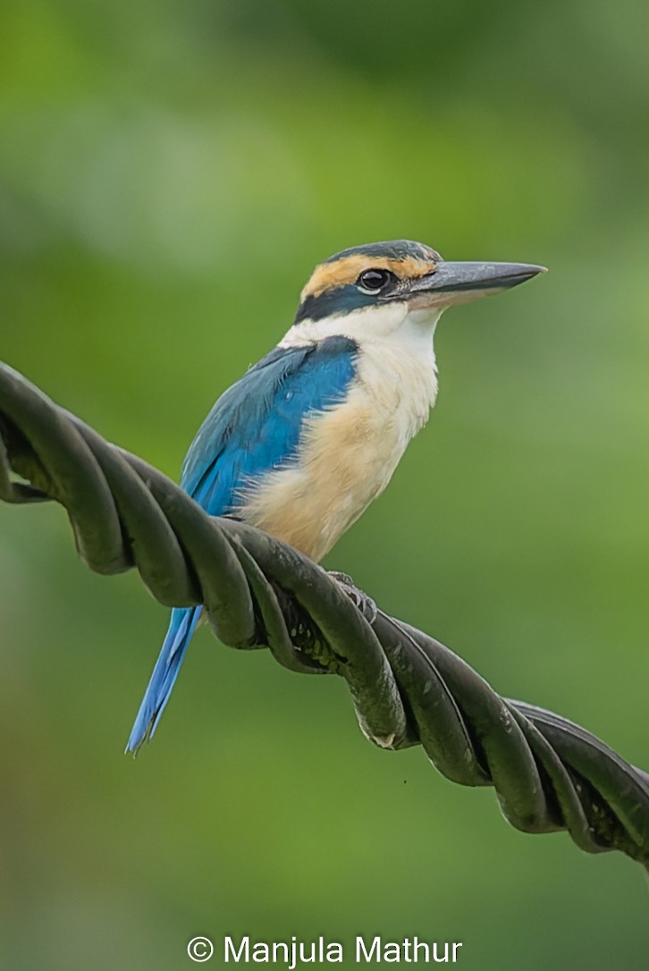 Collared Kingfisher - ML610588963