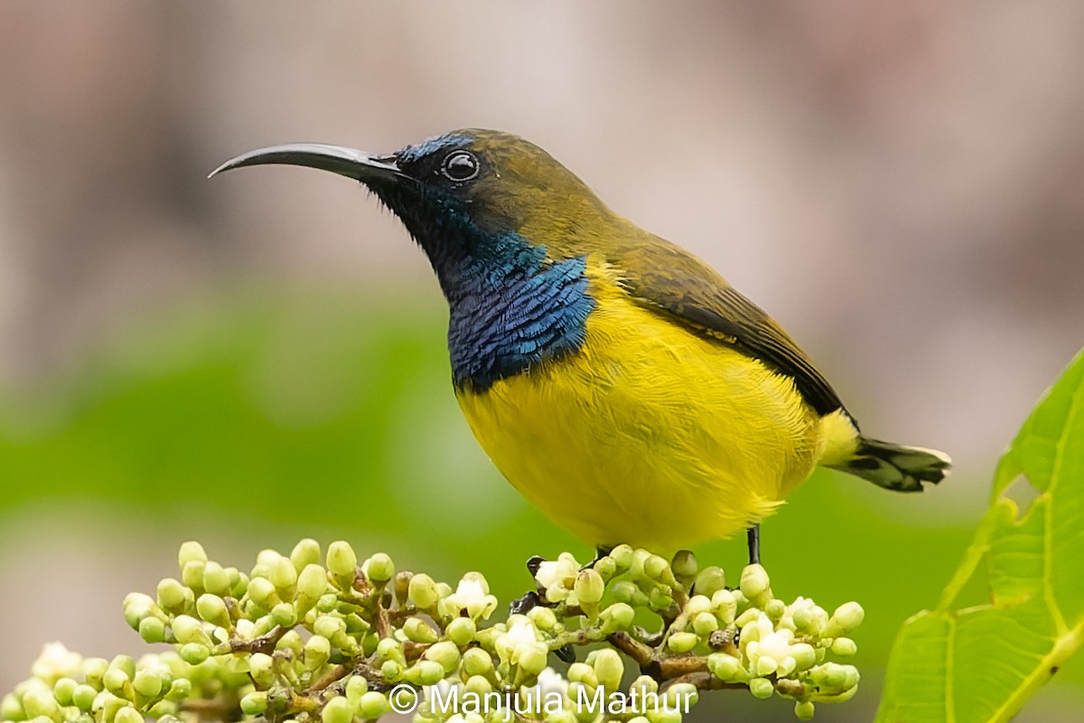 sunbird sp. - Manjula Mathur