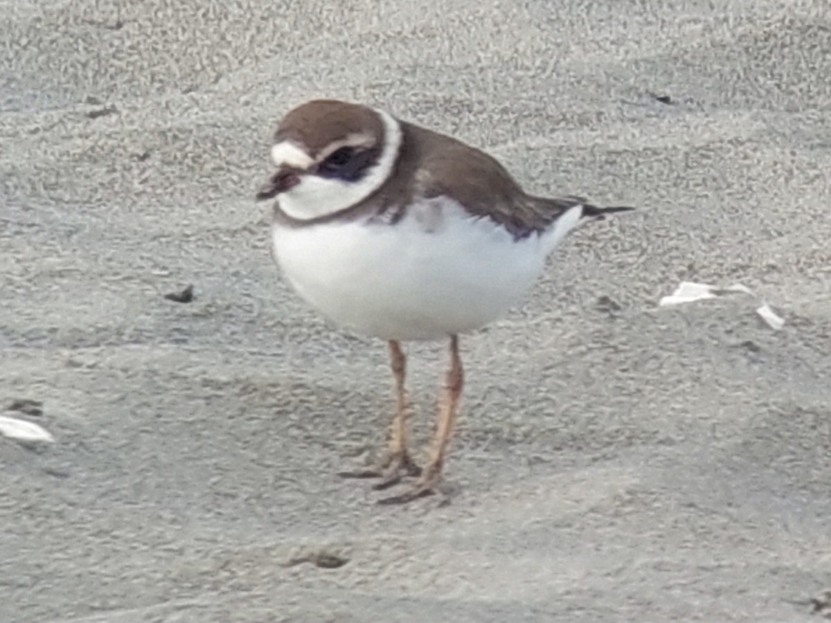 Semipalmated Plover - ML610589074