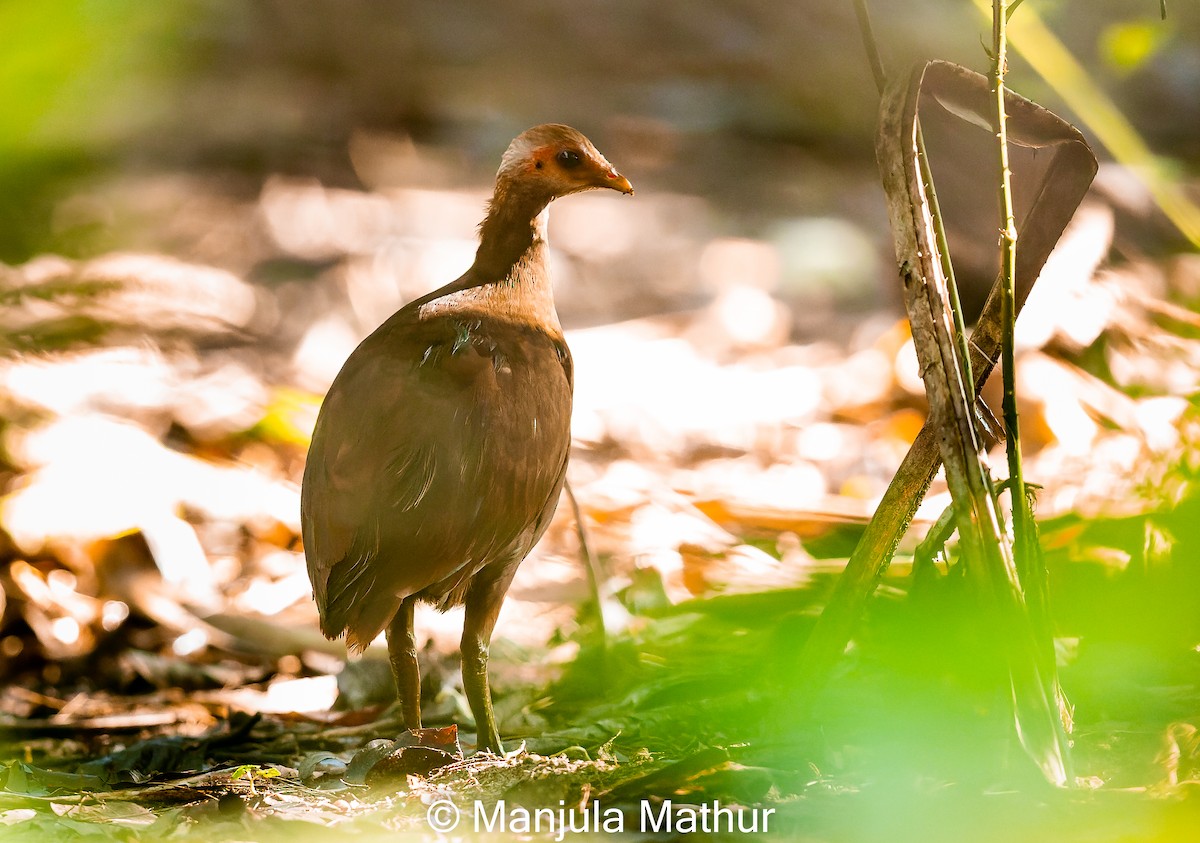 Nikobaren-Großfußhuhn - ML610589075