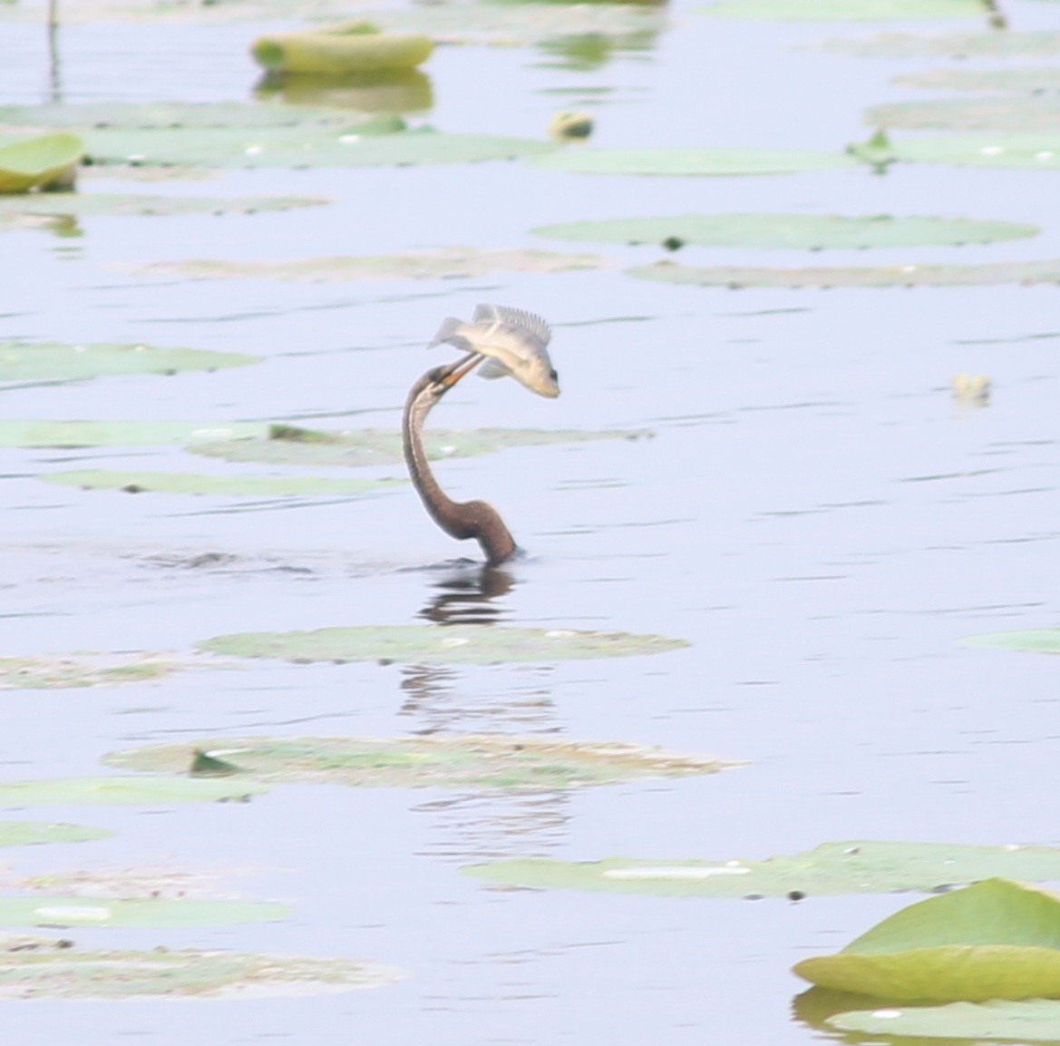 Orient-Schlangenhalsvogel - ML610589105