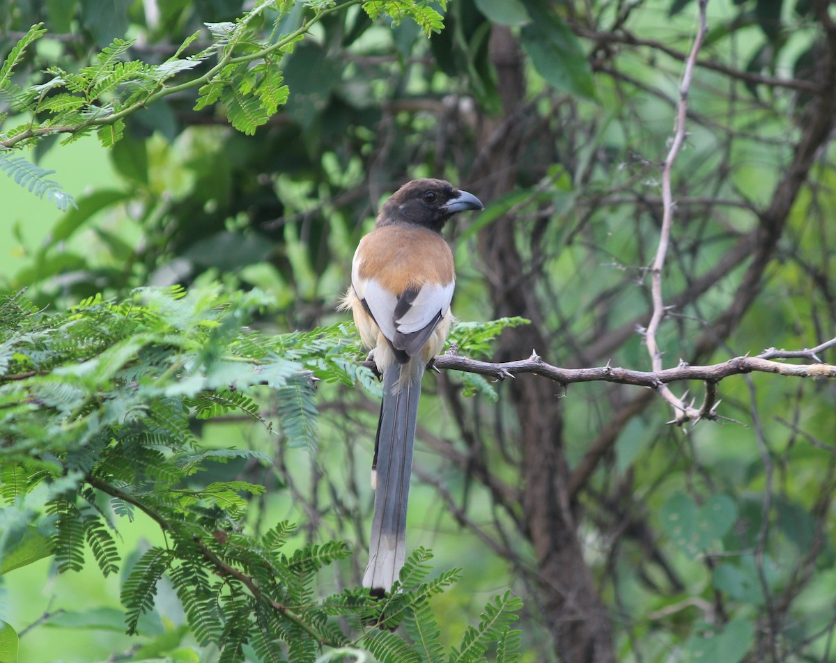 Rufous Treepie - Civin Solomon