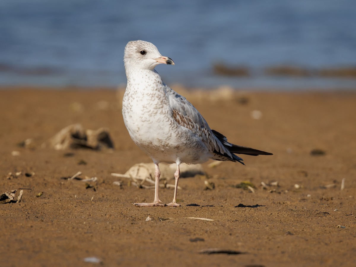 Ring-billed Gull - ML610589124