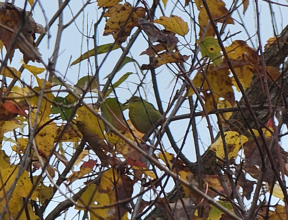 Tennessee Warbler - ML610589167