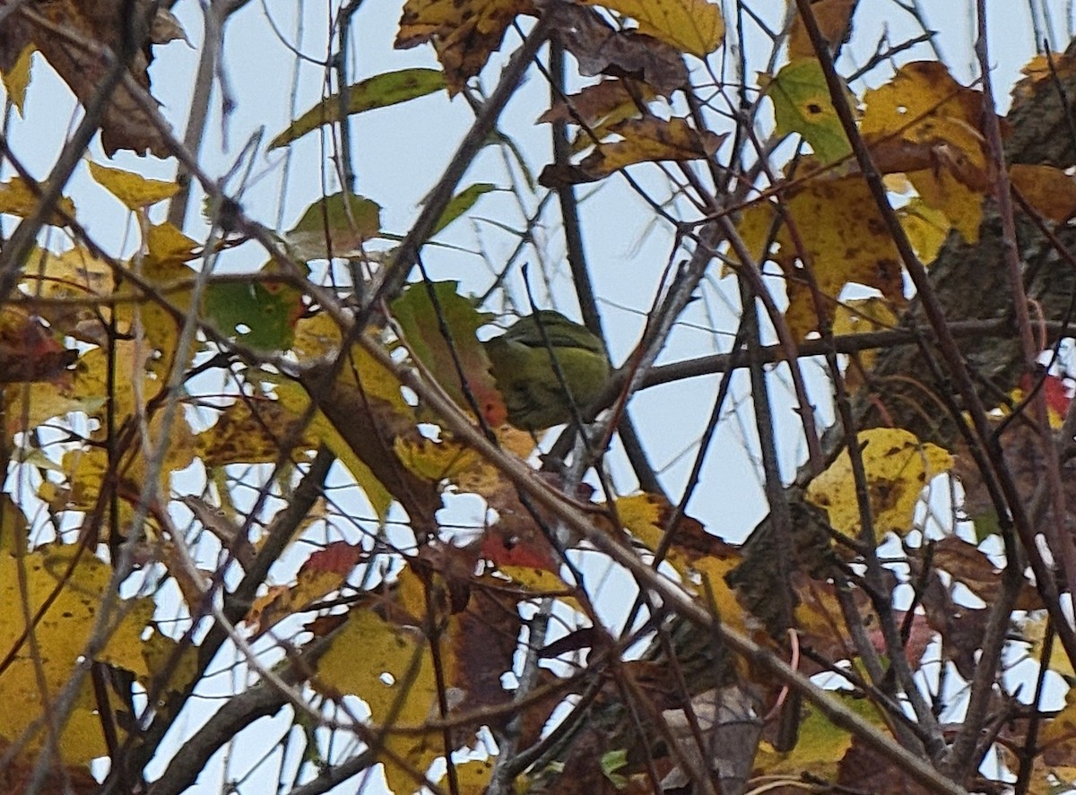 Tennessee Warbler - ML610589183