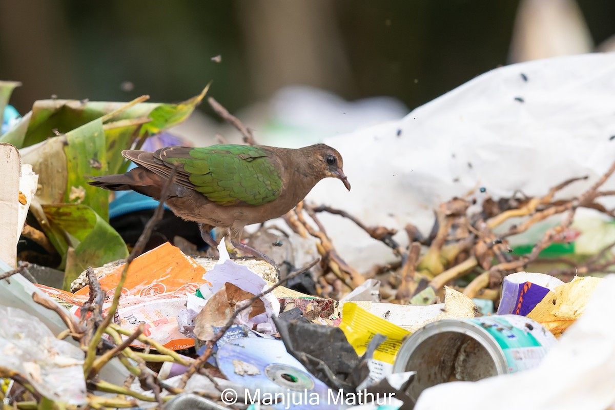 Asian Emerald Dove - ML610589195