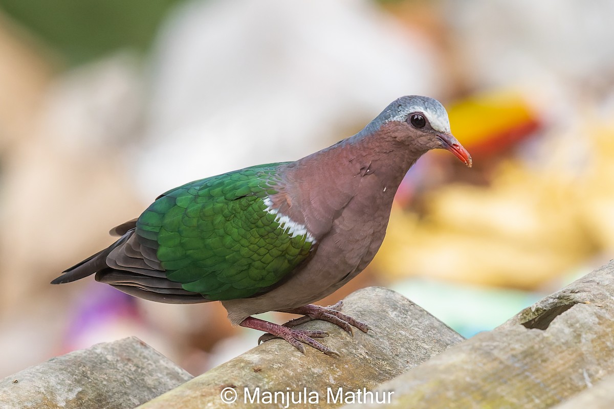 Asian Emerald Dove - Manjula Mathur