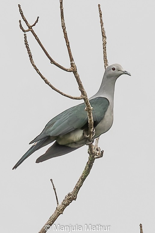 Nicobar Imperial-Pigeon - ML610589225