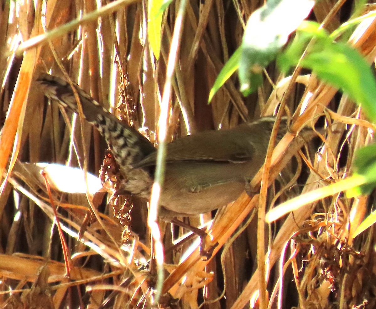 Bewick's Wren (spilurus Group) - Sami LaRocca