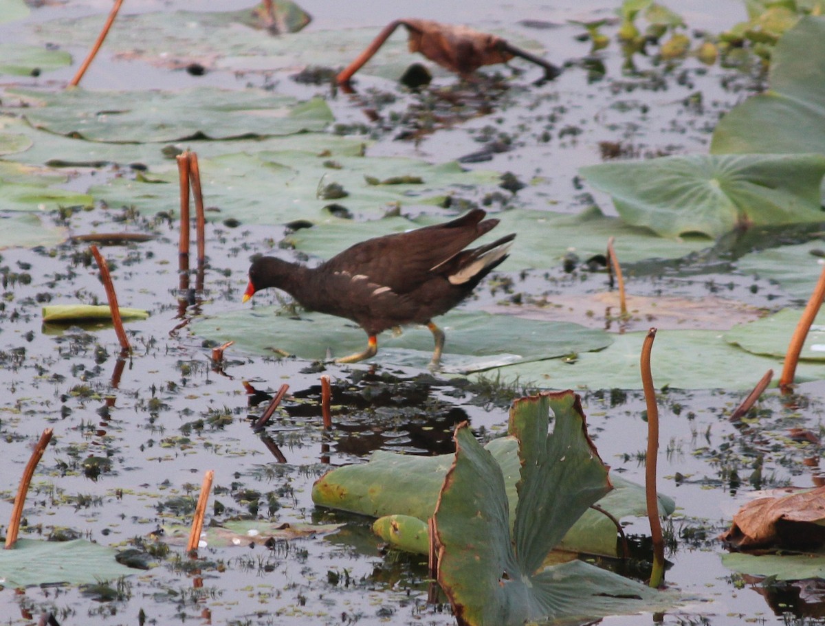 Eurasian Moorhen - ML610589261