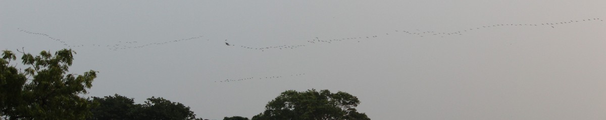 Glossy Ibis - ML610589271